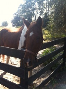 horse2