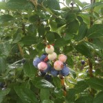 Blueberry Pictures 2010 001