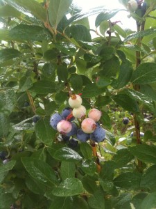 Blueberry Pictures 2010 001