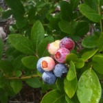 Blueberry Pictures 2010 003
