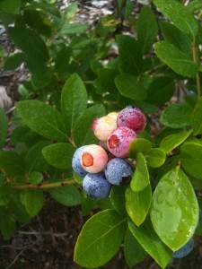 Blueberry Pictures 2010 003
