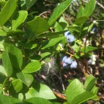 Blueberry Pictures 2010 005