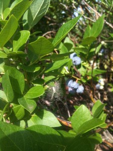 Blueberry Pictures 2010 005