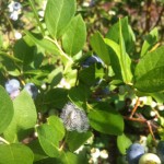 Blueberry Pictures 2010 006