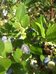 Blueberry Pictures 2010 006