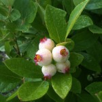 Blueberry Pictures 2010 007