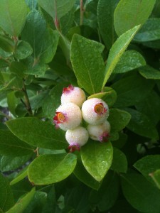 Blueberry Pictures 2010 007